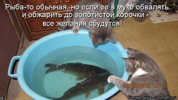 Рыба-то обычная, но если ее в муке обвалять и обжарить до золотистой корочки - все желания сбудутся!... Котоматрица: Рыба-то обычная, но если ее в муке обвалять и обжарить до золотистой корочки - все желания сбудутся!