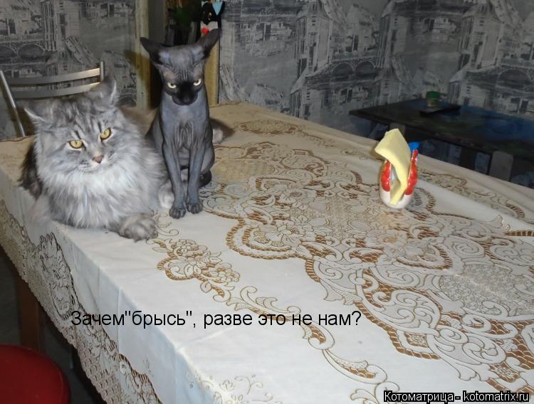 Зачем"брысь", разве это не нам?... Котоматрица: Зачем"брысь", разве это не нам?
