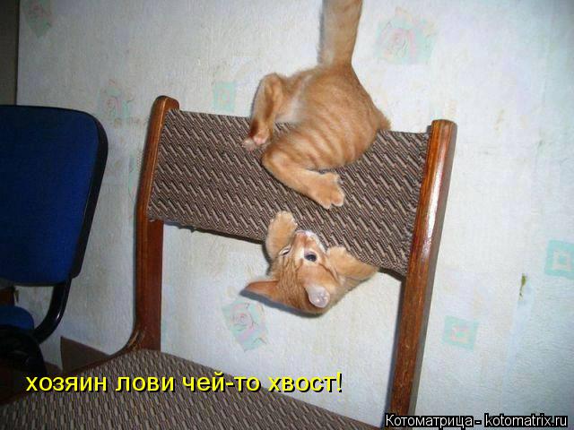 хозяин лови чей-то хвост!... Котоматрица: хозяин лови чей-то хвост!