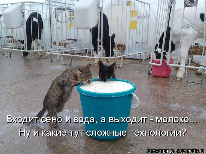 Входит сено и вода, а выходит - молоко... Ну и какие тут сложные технологии?... Котоматрица: Входит сено и вода, а выходит - молоко... Ну и какие тут сложные технологии?