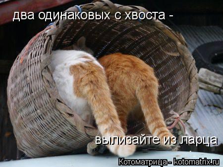 Котоматрица: два одинаковых с хвоста - вылизайте из ларца