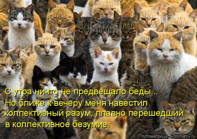 С утра ничто не предвещало беды... Но ближе к вечеру меня навестил коллективный разум, плавно переше... Котоматрица: С утра ничто не предвещало беды... Но ближе к вечеру меня навестил коллективный разум, плавно перешедший в коллективное безумие.