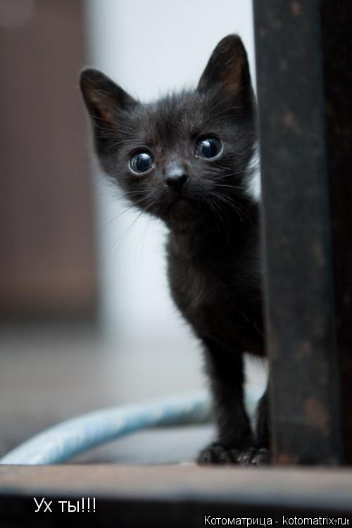 Ух ты!!!... Котоматрица: Ух ты!!!