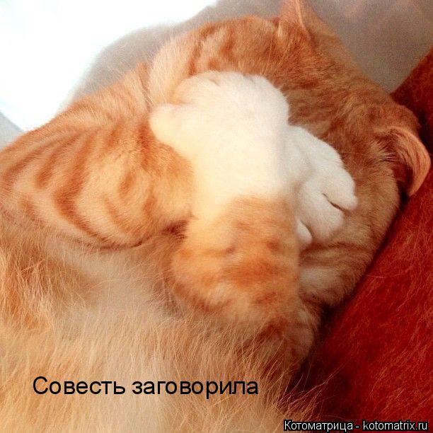 Совесть заговорила... Котоматрица: Совесть заговорила