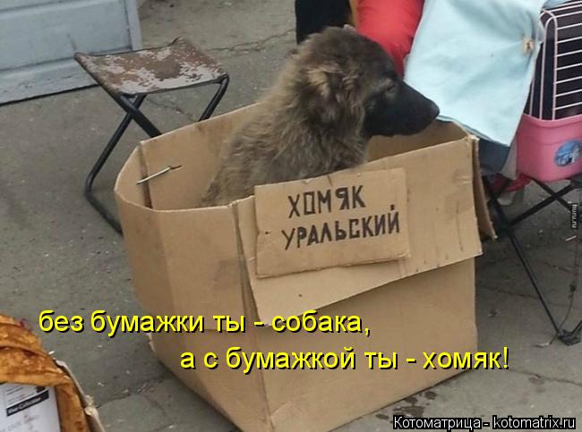 без бумажки ты - собака, а с бумажкой ты - хомяк!... Котоматрица: без бумажки ты - собака, а с бумажкой ты - хомяк!