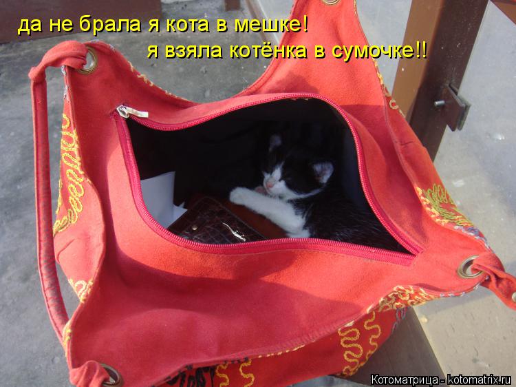 да не брала я кота в мешке! я взяла котёнка в сумочке!!... Котоматрица: да не брала я кота в мешке! я взяла котёнка в сумочке!!