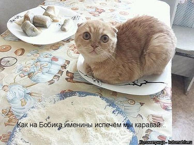 Как на Бобика именины испечём мы каравай...... Котоматрица: Как на Бобика именины испечём мы каравай...