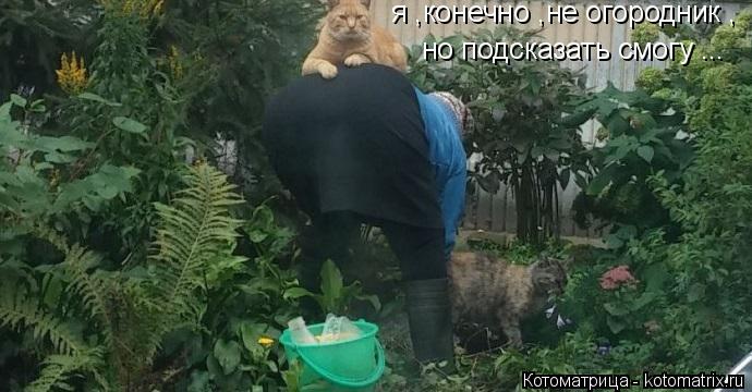 я ,конечно ,не огородник , но подсказать смогу ...... Котоматрица: я ,конечно ,не огородник , но подсказать смогу ...