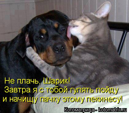 Не плачь, Шарик! Завтра я с тобой гулять пойду и начищу пачку этому пекинесу!... Котоматрица: Не плачь, Шарик! Завтра я с тобой гулять пойду и начищу пачку этому пекинесу!