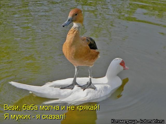 Котоматрица: Вези, баба молча и не крякай! Я мужик - я сказал!