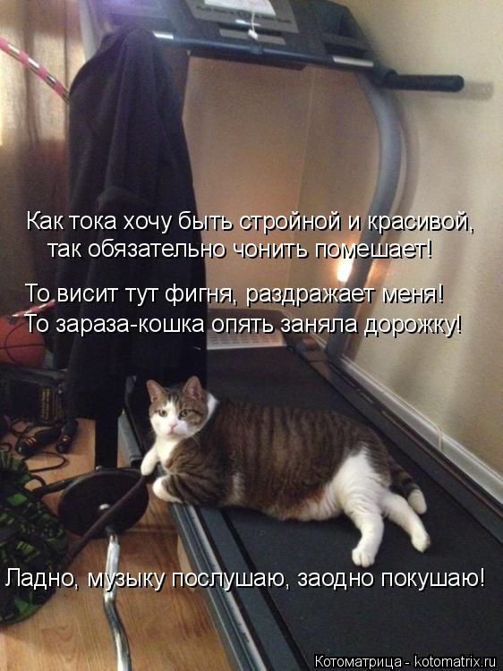 Как тока хочу быть стройной и красивой, так обязательно чонить помешает! То висит тут фигня, раздраж... Котоматрица: Как тока хочу быть стройной и красивой, так обязательно чонить помешает! То висит тут фигня, раздражает меня! То зараза-кошка опять заняла д