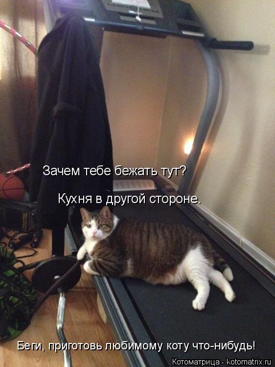 Котоматрица: Беги, приготовь любимому коту что-нибудь! Зачем тебе бежать тут? Кухня в другой стороне.