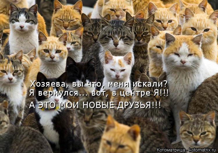 Хозяева, вы что, меня искали? Я вернулся... вот, в центре Я!!! А ЭТО МОИ НОВЫЕ ДРУЗЬЯ!!!... Котоматрица: Хозяева, вы что, меня искали? Я вернулся... вот, в центре Я!!! А ЭТО МОИ НОВЫЕ ДРУЗЬЯ!!!