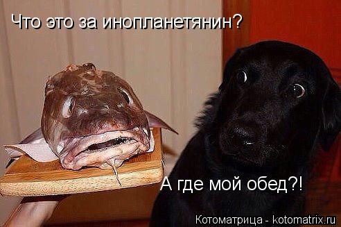 Что это за инопланетянин? А где мой обед?!... Котоматрица: Что это за инопланетянин? А где мой обед?!