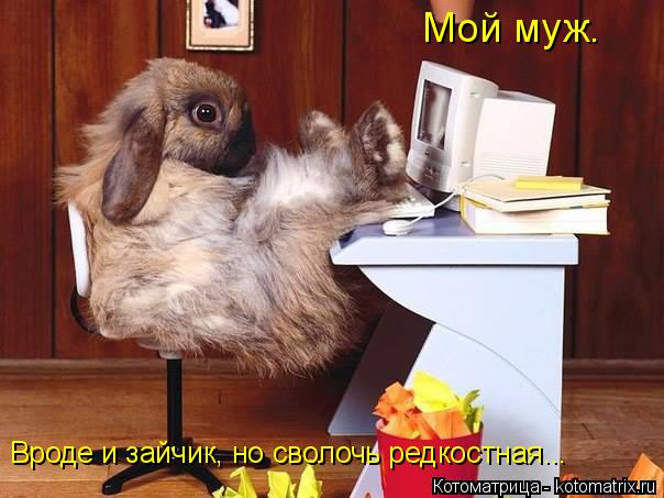 Мой муж. Вроде и зайчик, но сволочь редкостная...... Котоматрица: Мой муж. Вроде и зайчик, но сволочь редкостная...