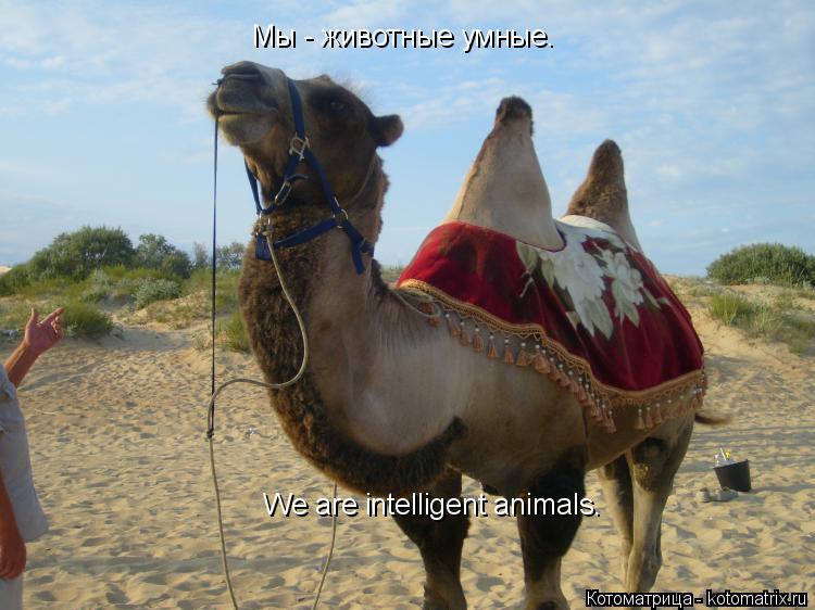 We are intelligent animals. Мы - животные умные.... Котоматрица: We are intelligent animals. Мы - животные умные.