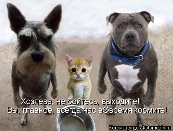 Хозяева, не бойтесь, выходите! Вы, главное, всегда нас вОвремя кормите!... Котоматрица: Хозяева, не бойтесь, выходите! Вы, главное, всегда нас вОвремя кормите!