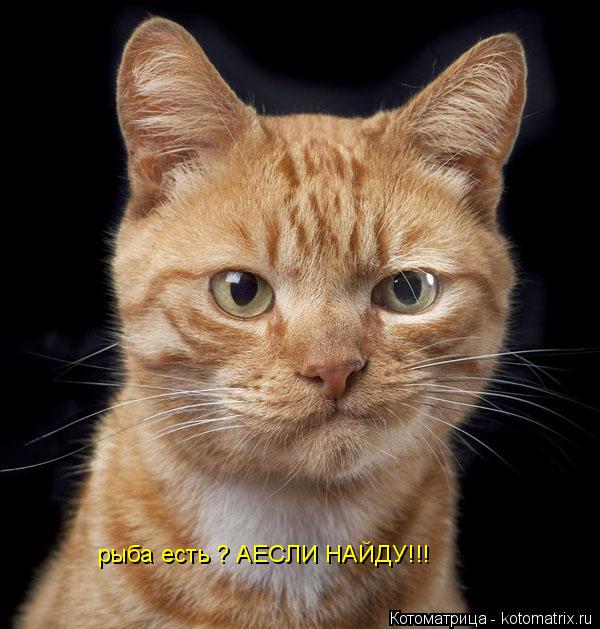 рыба есть ? АЕСЛИ НАЙДУ!!!... Котоматрица: рыба есть ? АЕСЛИ НАЙДУ!!!