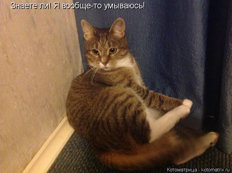 Знаете ли! Я вообще-то умываюсь!... Котоматрица: Знаете ли! Я вообще-то умываюсь!
