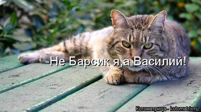 -Не Барсик я,а Василий!... Котоматрица: -Не Барсик я,а Василий!