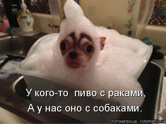 У кого-то пиво с раками, А у нас оно с собаками.... Котоматрица: У кого-то пиво с раками, А у нас оно с собаками.