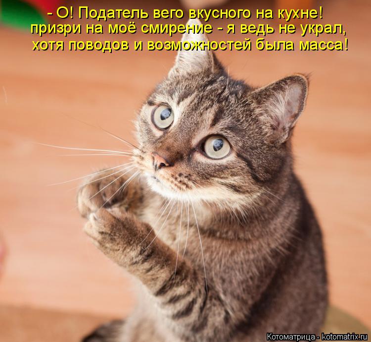 Котоматрица: - О! Податель вего вкусного на кухне! призри на моё смирение - я ведь не украл, хотя поводов и возможностей была масса!