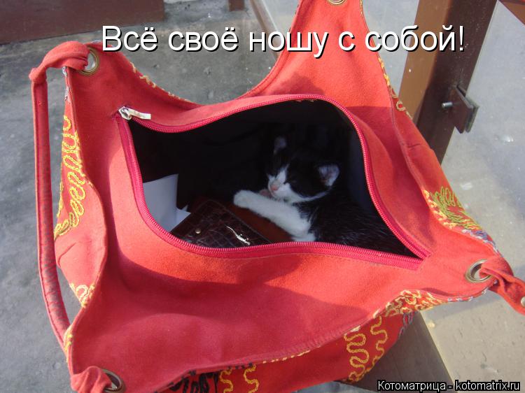 Котоматрица: Всё своё ношу с собой!