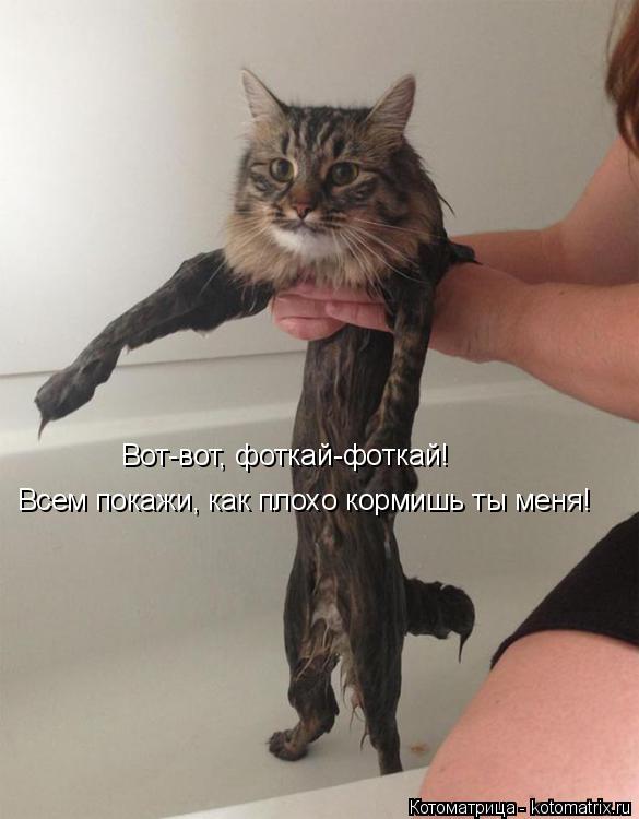 Всем покажи, как плохо кормишь ты меня! Вот-вот, фоткай-фоткай!... Котоматрица: Всем покажи, как плохо кормишь ты меня! Вот-вот, фоткай-фоткай!