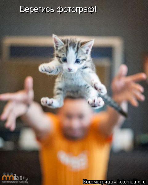 Берегись фотограф!... Котоматрица: Берегись фотограф!