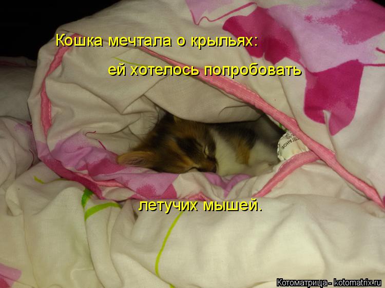 Кошка мечтала о крыльях: ей хотелось попробовать летучих мышей.... Котоматрица: Кошка мечтала о крыльях: ей хотелось попробовать летучих мышей.