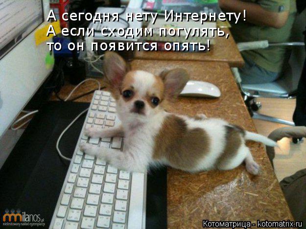 А сегодня нету Интернету! А если сходим погулять, то он появится опять!... Котоматрица: А сегодня нету Интернету! А если сходим погулять, то он появится опять!
