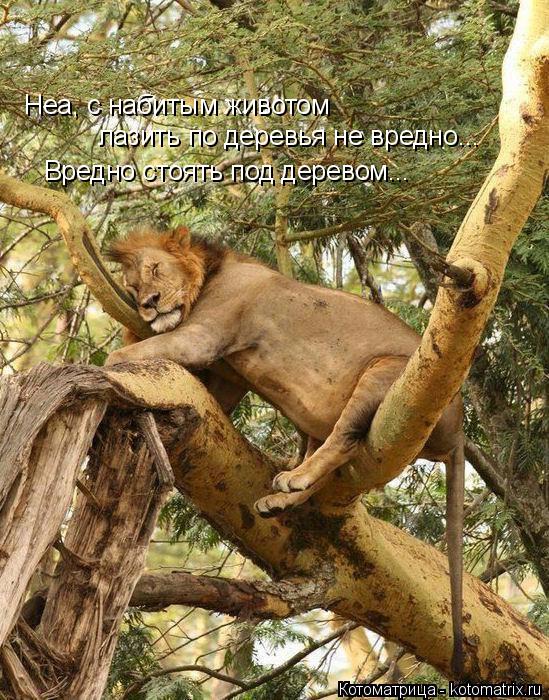 Неа, с набитым животом лазить по деревья не вредно... Вредно стоять под деревом...... Котоматрица: Неа, с набитым животом лазить по деревья не вредно... Вредно стоять под деревом...