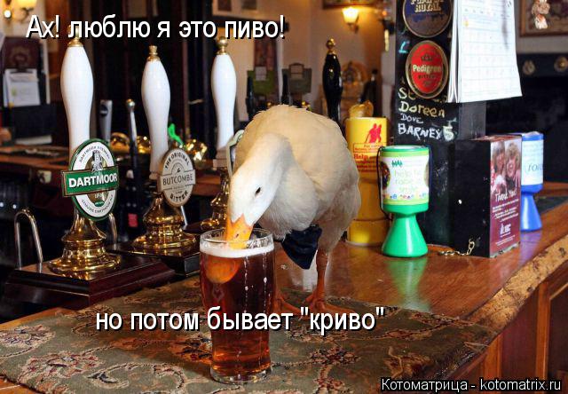 Ах! люблю я это пиво! но потом бывает "криво"... Котоматрица: Ах! люблю я это пиво! но потом бывает "криво"