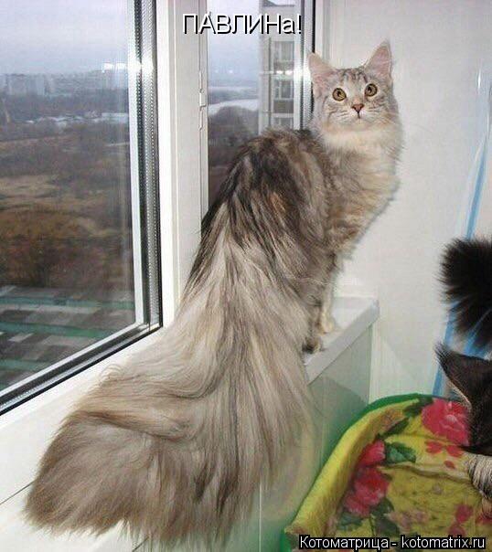ПАВЛИНа!... Котоматрица: ПАВЛИНа!