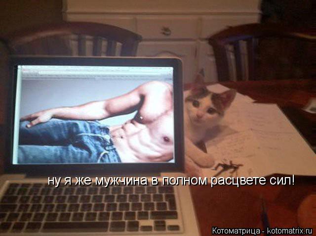 ну я же мужчина в полном расцвете сил!... Котоматрица: ну я же мужчина в полном расцвете сил!