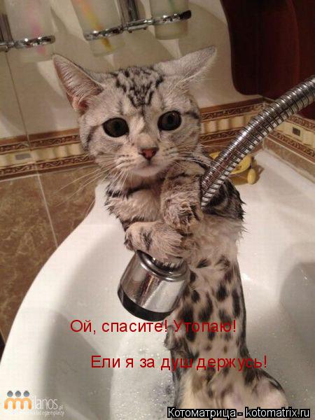 Ой, спасите! Утопаю! Ели я за душ держусь!... Котоматрица: Ой, спасите! Утопаю! Ели я за душ держусь!