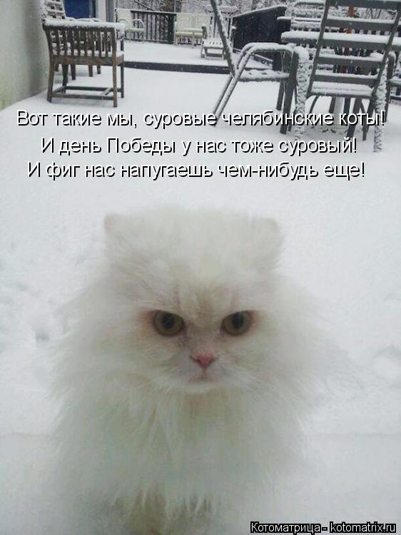 Вот такие мы, суровые челябинские коты! И день Победы у нас тоже суровый! И фиг нас напугаешь чем-ниб... Котоматрица: Вот такие мы, суровые челябинские коты! И день Победы у нас тоже суровый! И фиг нас напугаешь чем-нибудь еще!
