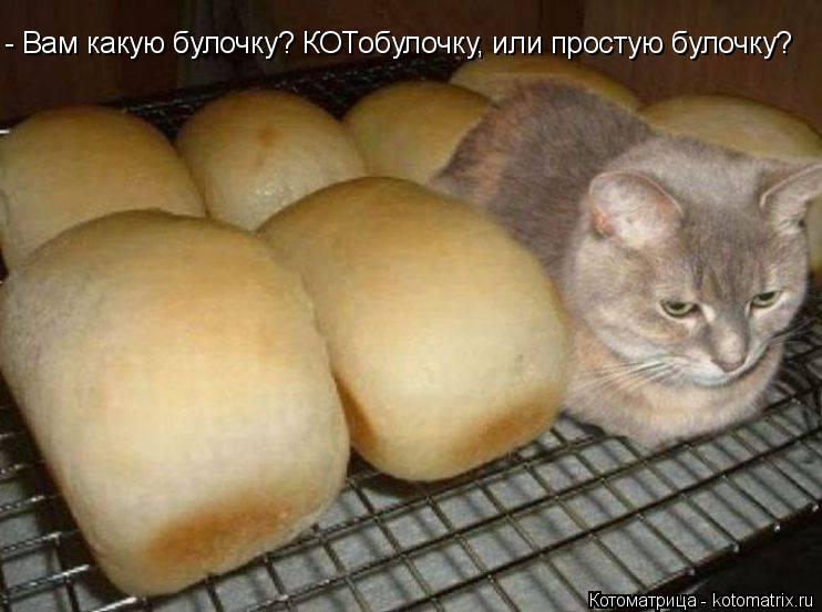 - Вам какую булочку? КОТобулочку, или простую булочку?... Котоматрица: - Вам какую булочку? КОТобулочку, или простую булочку?