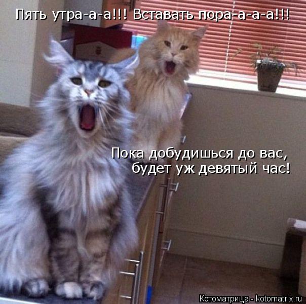 Пять утра-а-а!!! Вставать пора-а-а-а!!! Пока добудишься до вас, будет уж девятый час!... Котоматрица: Пять утра-а-а!!! Вставать пора-а-а-а!!! Пока добудишься до вас, будет уж девятый час!