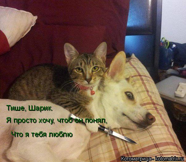 Тише, Шарик. Я просто хочу, чтоб он понял, Что я тебя люблю... Котоматрица: Тише, Шарик. Я просто хочу, чтоб он понял, Что я тебя люблю