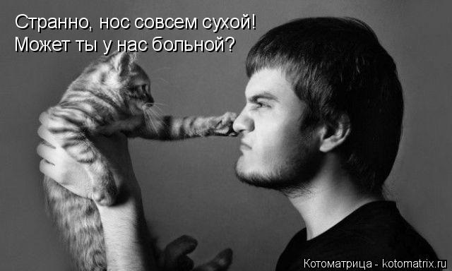 Странно, нос совсем сухой! Может ты у нас больной?... Котоматрица: Странно, нос совсем сухой! Может ты у нас больной?