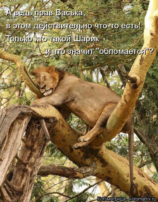 А ведь прав Васька, в этом действительно что-то есть! Только кто такой Шарик и что значит "обломает... Котоматрица: А ведь прав Васька, в этом действительно что-то есть! Только кто такой Шарик и что значит "обломается"?