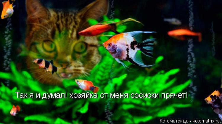 Так я и думал! хозяйка от меня сосиски прячет!... Котоматрица: Так я и думал! хозяйка от меня сосиски прячет!