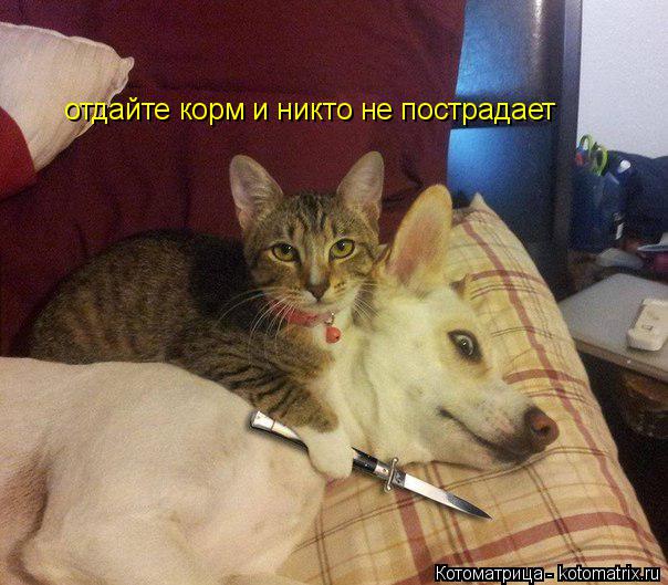 отдайте корм и никто не пострадает... Котоматрица: отдайте корм и никто не пострадает