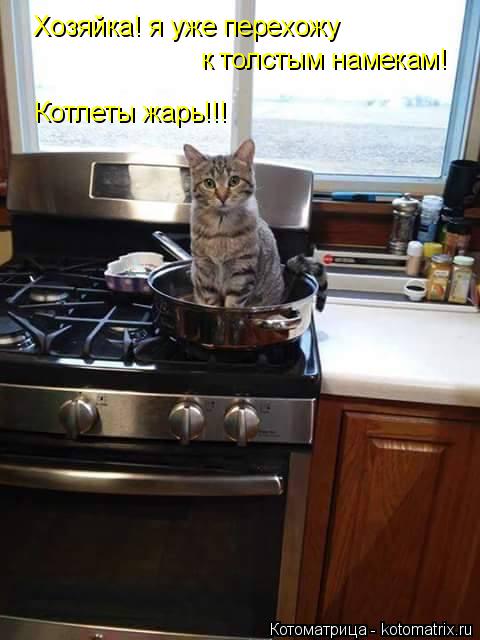 Хозяйка! я уже перехожу к толстым намекам! Котлеты жарь!!!... Котоматрица: Хозяйка! я уже перехожу к толстым намекам! Котлеты жарь!!!