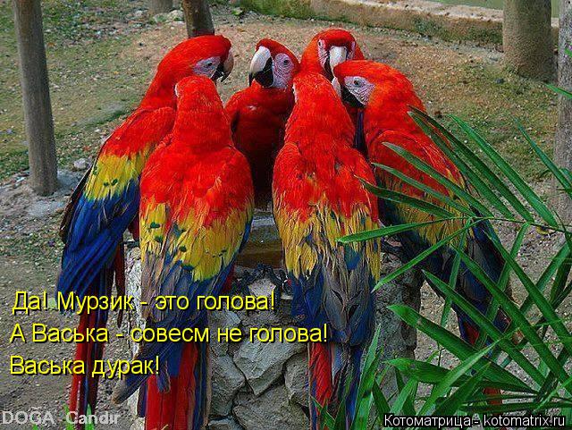 Да! Мурзик - это голова! А Васька - совесм не голова! Васька дурак!... Котоматрица: Да! Мурзик - это голова! А Васька - совесм не голова! Васька дурак!