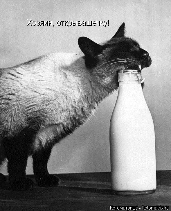 Хозяин, открывашечку!... Котоматрица: Хозяин, открывашечку!