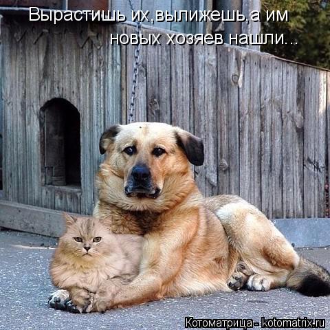 Вырастишь их,вылижешь,а им новых хозяев нашли...... Котоматрица: Вырастишь их,вылижешь,а им новых хозяев нашли...