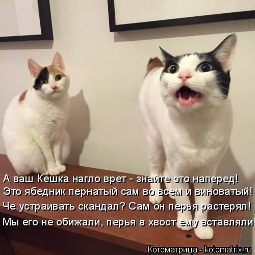 А ваш Кешка нагло врет - знайте это наперед! Это ябедник пернатый сам во всем и виноватый! Че устраив... Котоматрица: А ваш Кешка нагло врет - знайте это наперед! Это ябедник пернатый сам во всем и виноватый! Че устраивать скандал? Сам он перья растерял! Мы ег