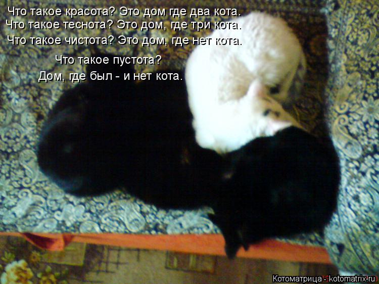 Что такое красота? Это дом где два кота. Что такое теснота? Это дом, где три кота. Что такое чистота?... Котоматрица: Что такое красота? Это дом где два кота. Что такое теснота? Это дом, где три кота. Что такое чистота? Это дом, где нет кота. Что такое пустота? Д
